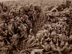 Hochflorteppiche - Kendra Natural Cotton Shaggy (braun)